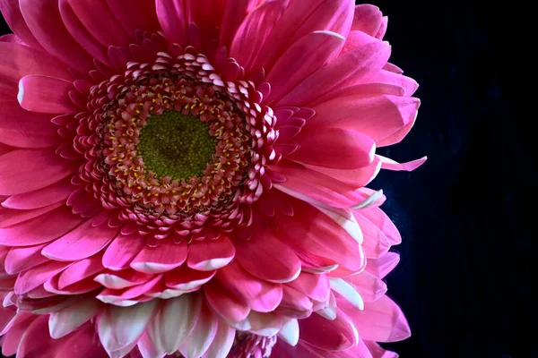 Красивые Цветы Темном Фоне Летняя Концепция Близкий Вид — стоковое фото