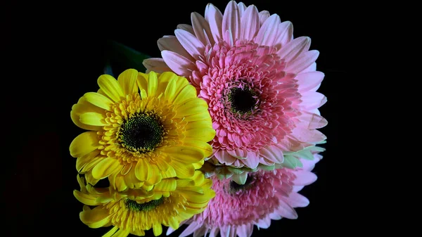 Hermosas Flores Sobre Fondo Oscuro Concepto Verano Vista Cercana — Foto de Stock