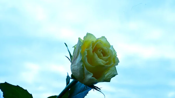 美丽的玫瑰花朵生长在室外 夏天的概念 — 图库照片