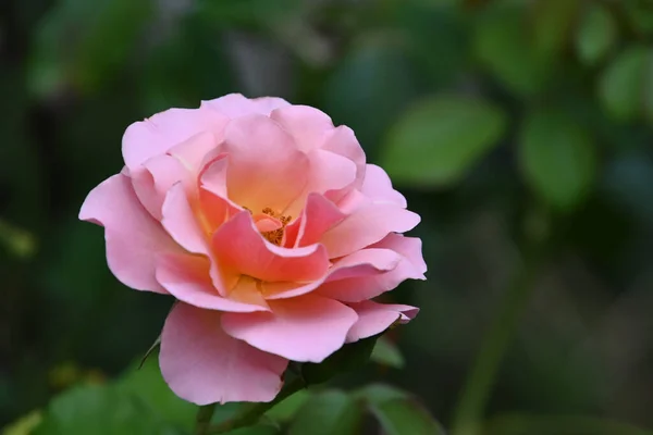 Hermosa Rosa Creciendo Aire Libre Concepto Verano Vista Cercana — Foto de Stock