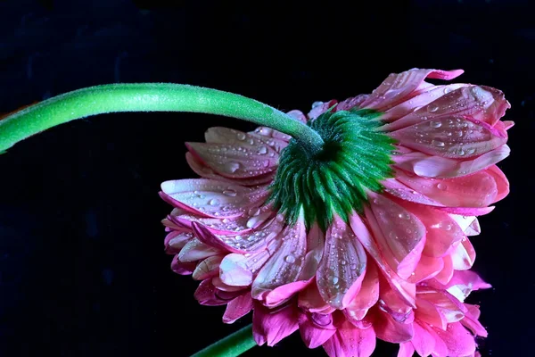 beautiful flowers on dark background, summer concept, close view