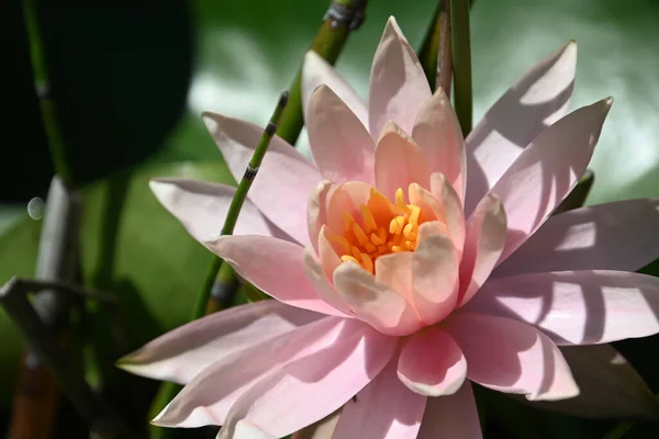 Beautiful Blooming Lotus Growing Pond Summer Day — Stock Photo, Image