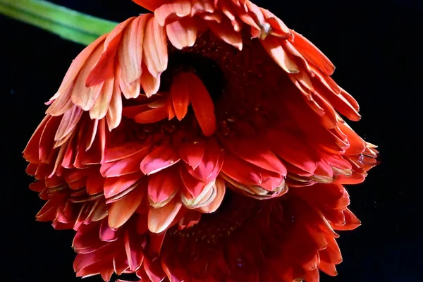 深色背景的美丽花朵 夏日概念 — 图库照片