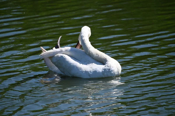Hermosos Cisnes Blancos Lago — Foto de Stock