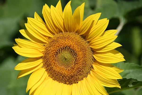 Prachtig Veld Met Een Grote Bloeiende Zonnebloemen — Stockfoto