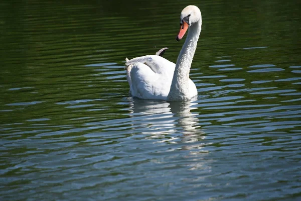 Hermoso Cisne Blanco Lago —  Fotos de Stock