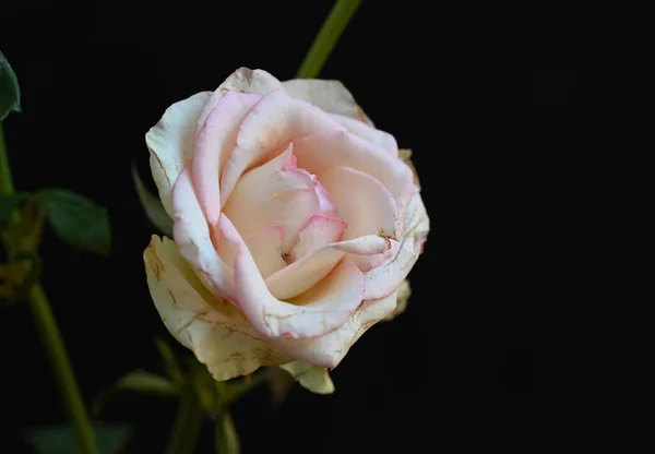 Hermosas Flores Sobre Fondo Oscuro Concepto Verano Vista Cercana —  Fotos de Stock