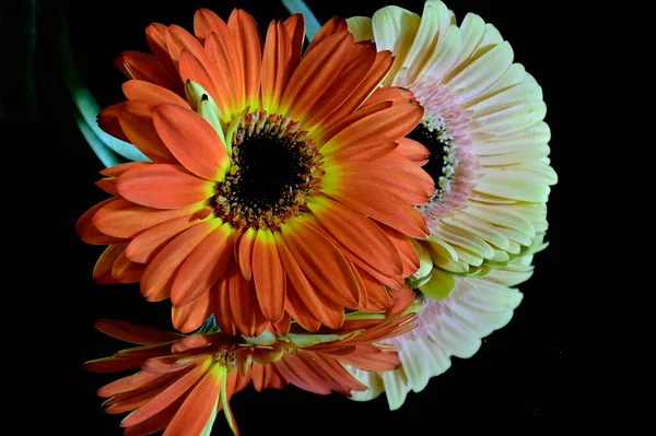 Schöne Blumen Auf Dunklem Hintergrund Sommerkonzept Nahsicht — Stockfoto