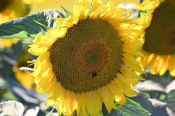 Picturesque View Beautiful Sunflowers Growing Meadow Summer Sunny Day — Stock Photo, Image