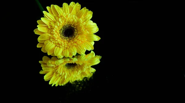 Красивые Цветы Темном Фоне Летняя Концепция Близкий Вид — стоковое фото