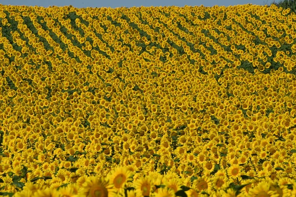 Pintoresca Vista Hermosos Girasoles Creciendo Prado Verano Día Soleado —  Fotos de Stock