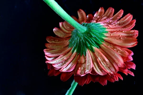 Beautiful Flowers Dark Background Summer Concept Close View — Stock Photo, Image