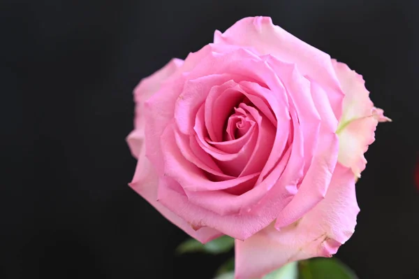 Hermosas Flores Sobre Fondo Oscuro Concepto Verano Vista Cercana —  Fotos de Stock