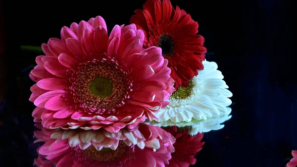 Flores Bonitas Fundo Escuro Conceito Verão Vista Próxima — Fotografia de Stock