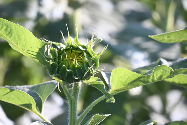 Schöne Sonnenblumen Wachsen Freien Sommerkonzept Nahsicht — Stockfoto