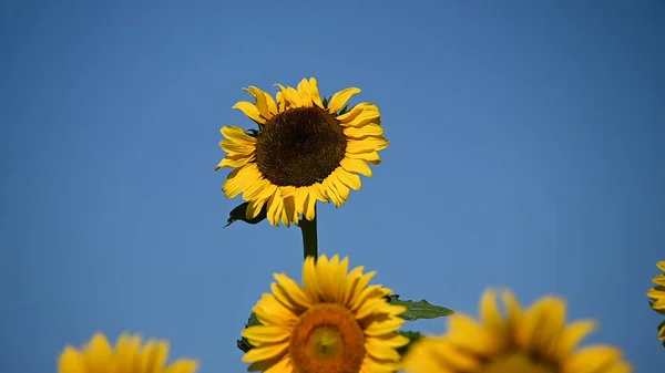 Beau Champ Avec Grand Tournesol Fleurs — Photo