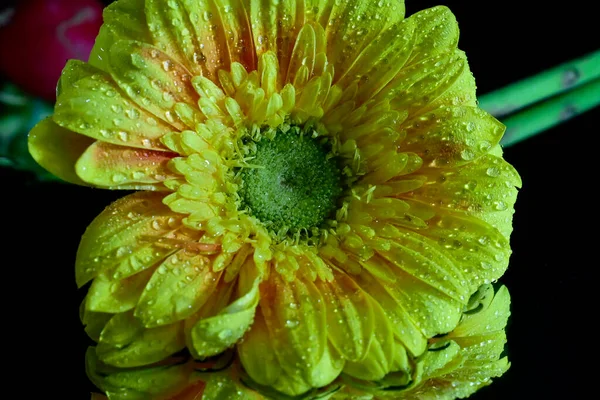 Квіти Гербери Чорному Тлі — стокове фото