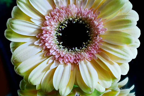 Bela Gerbera Fundo Escuro Conceito Verão Vista Perto — Fotografia de Stock