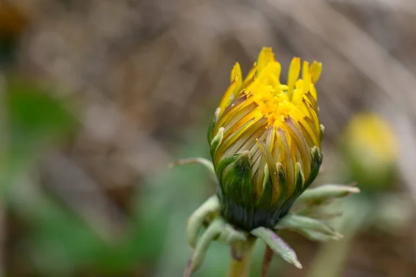 Schöne Blumen Wachsen Garten Sonnigen Sommertag — Stockfoto