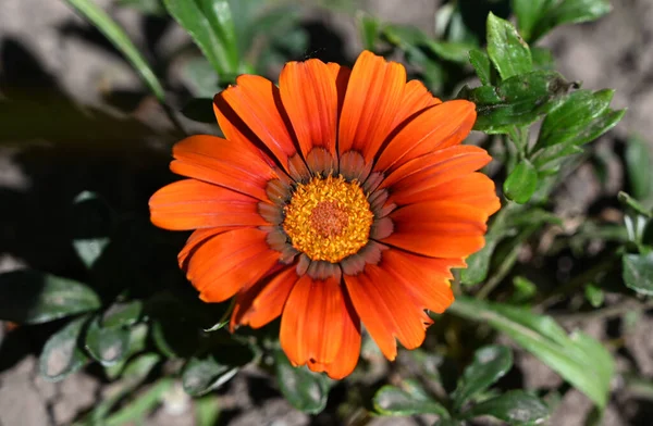 Beautiful Flowers Growing Garden Summer Sunny Day — Stock Photo, Image