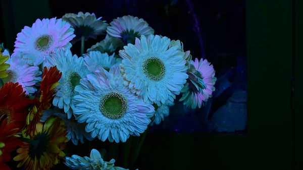 Buquê Belas Flores Gerbera Fundo Escuro Conceito Verão Vista Perto — Fotografia de Stock