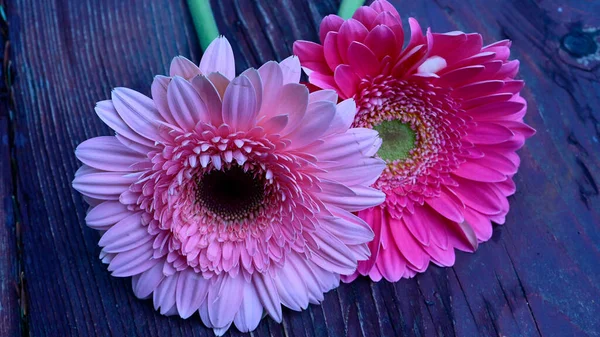 Gerbera Flores Mesa Madeira — Fotografia de Stock