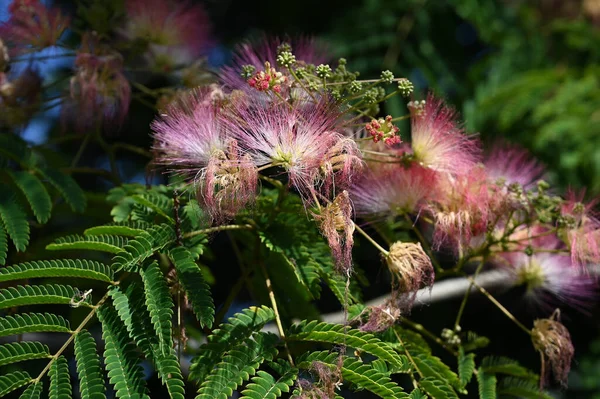 Bellissimi Fiori Che Crescono Giardino Estate Giornata Sole — Foto Stock