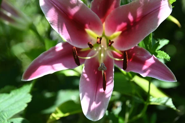 Bela Flor Lírio Crescendo Livre Conceito Verão Vista Perto — Fotografia de Stock