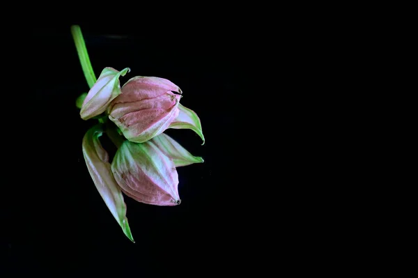 Belles Fleurs Sur Fond Sombre Concept Été Vue Rapprochée — Photo