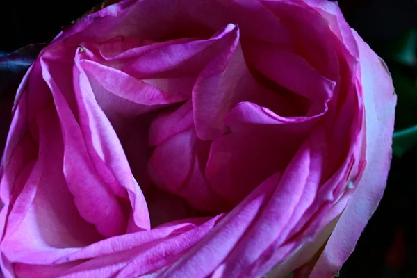 Bela Rosa Fundo Escuro Conceito Verão Vista Perto — Fotografia de Stock