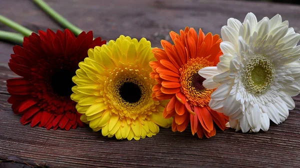 Gerbera Fiori Tavolo Legno — Foto Stock