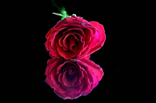 Hermosas Flores Sobre Fondo Oscuro Concepto Verano Vista Cercana — Foto de Stock