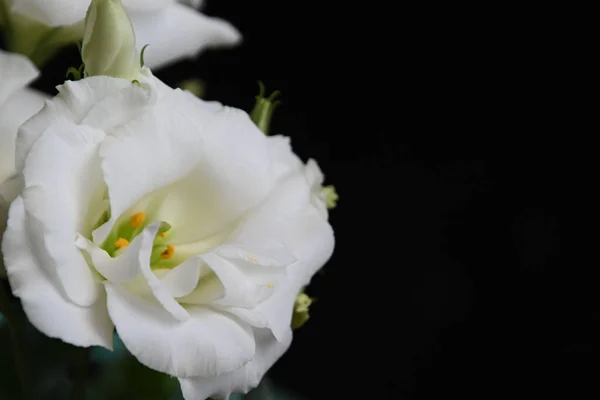 Flores Bonitas Fundo Escuro Conceito Verão Vista Próxima — Fotografia de Stock