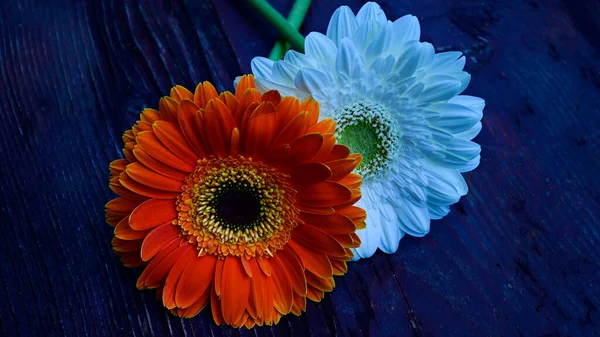 Gerbera Flores Mesa Madeira — Fotografia de Stock