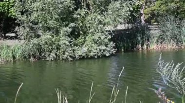 Güneşli bir günde nehir kıyısında büyüyen büyük çimlerin resimsel görüntüsü