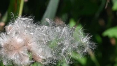 güzel pofuduk çiçekler dışarıda yetişiyor, yaz konsepti, yakın manzara  