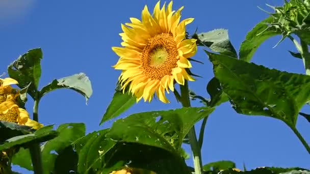 vue sur de beaux tournesols poussant sur la prairie à la journée ensoleillée d'été  