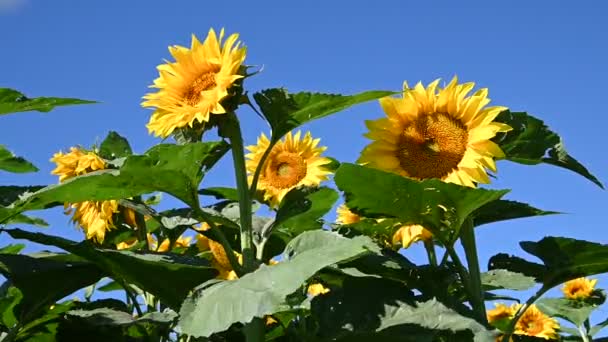 vue sur de beaux tournesols poussant sur la prairie à la journée ensoleillée d'été  