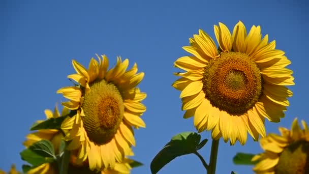 vue sur de beaux tournesols poussant sur la prairie à la journée ensoleillée d'été  