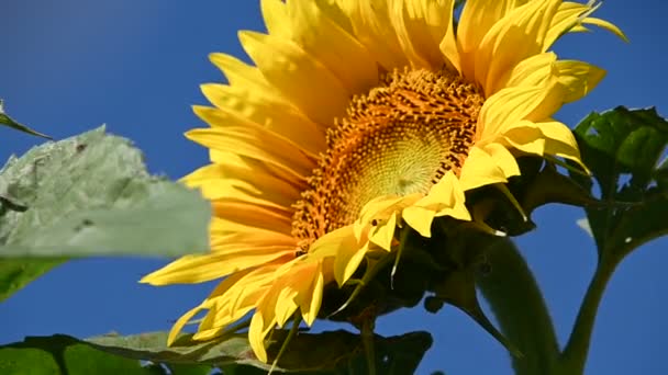 Güneşli Yaz Gününde Çayırlarda Yetişen Güzel Ayçiçeklerinin Manzarası — Stok video