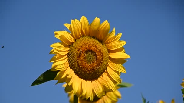 Vista Hermosos Girasoles Creciendo Prado Día Soleado Verano — Vídeos de Stock