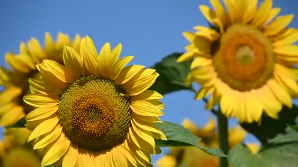 Schilderachtig Uitzicht Prachtige Zonnebloemen Groeien Weide Zomer Zonnige Dag — Stockvideo