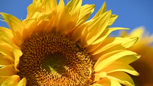 Widok Pięknych Słoneczników Rosnących Łące Letni Słoneczny Dzień — Wideo stockowe