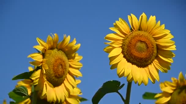 Vista Hermosos Girasoles Creciendo Prado Día Soleado Verano — Vídeos de Stock