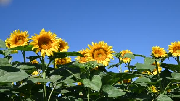 Uitzicht Prachtige Zonnebloemen Groeien Weide Zomer Zonnige Dag — Stockvideo