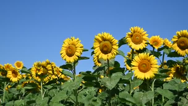 Blick Auf Schöne Sonnenblumen Die Sonnigen Sommertagen Auf Der Wiese — Stockvideo