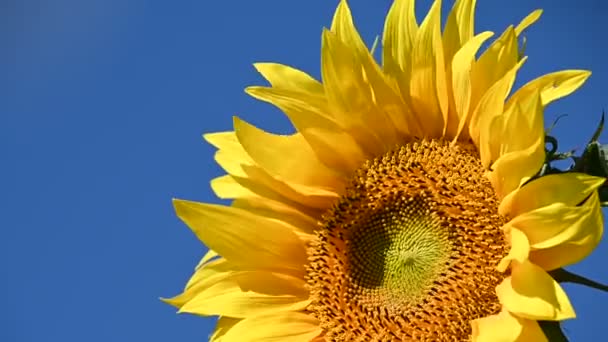 View Beautiful Sunflowers Growing Meadow Summer Sunny Day — Stock Video