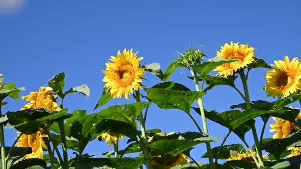 Vista Hermosos Girasoles Creciendo Prado Día Soleado Verano — Vídeos de Stock