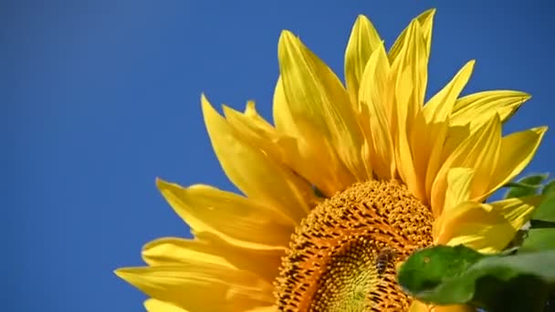 Uitzicht Prachtige Zonnebloemen Groeien Weide Zomer Zonnige Dag — Stockvideo