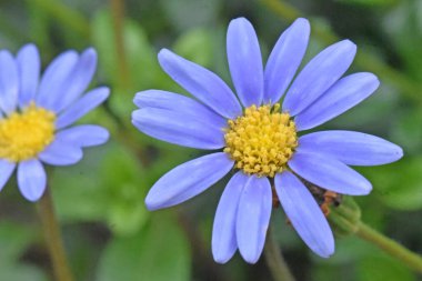 Güneşli yaz gününde bahçede yetişen güzel çiçekler. 